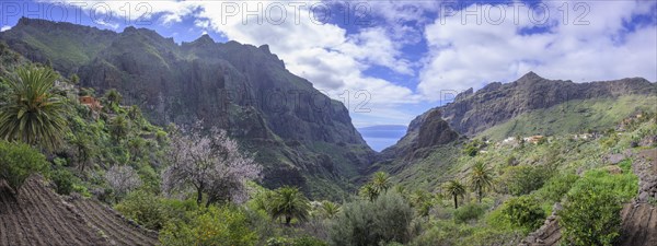 Terraced fields field and blossoming almond tree