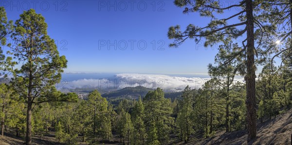 Sea of Fog and Canary Island Pine Forest