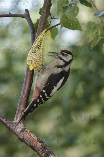 Great spotted woodpecker