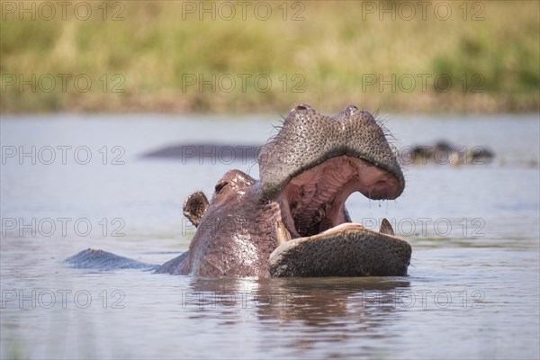 Hippo