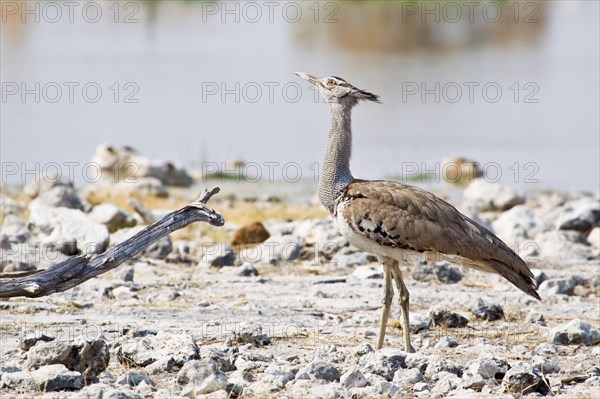 Kori bustard