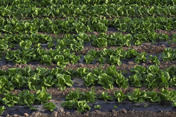 Rows of lettuce with black plastic foil