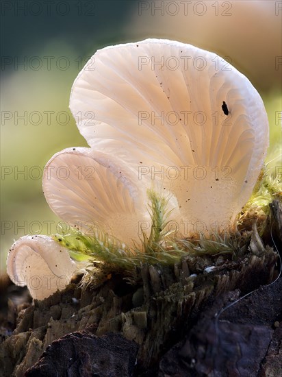 Common stump-foot