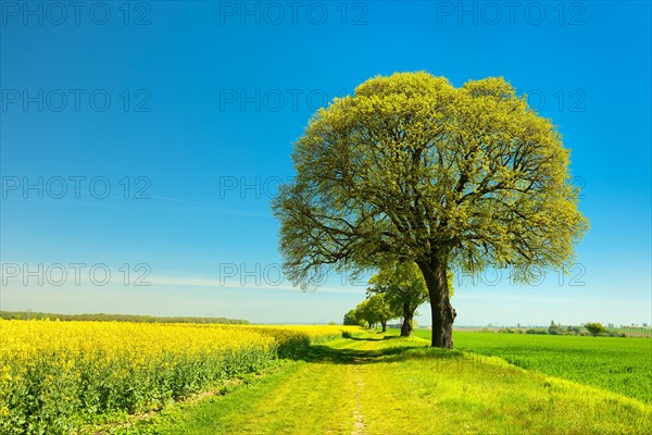 Cultural landscape in spring