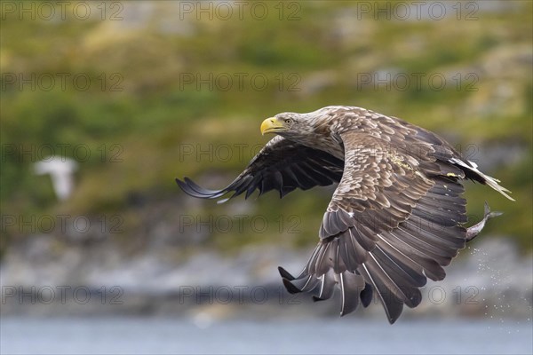 White-tailed eagle