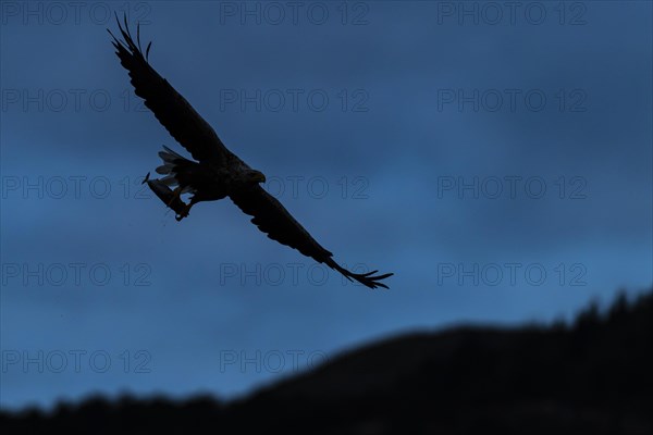 White-tailed eagle