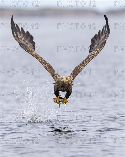 White-tailed eagle