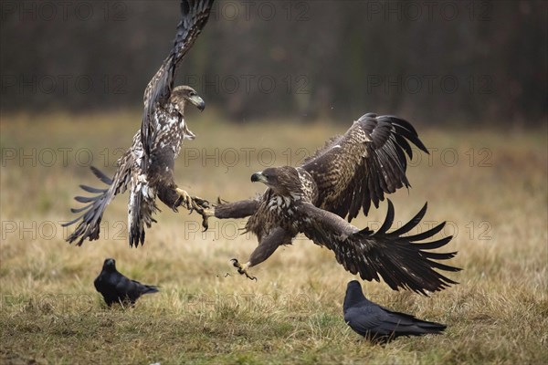 White-tailed eagle