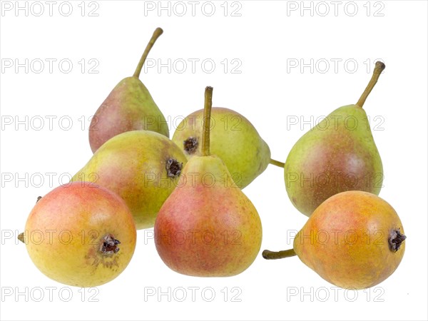 Pear variety Summer muscat pear