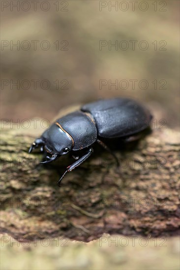 Lesser stag beetle