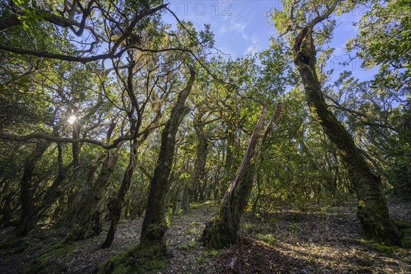 Mossy forest in the sunlight