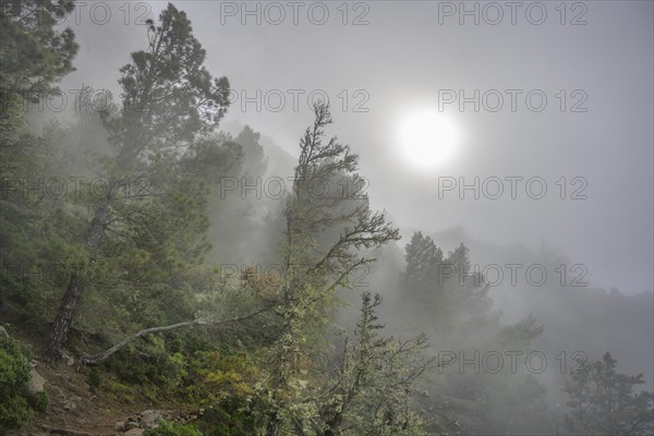 Misty atmosphere during the hike past the Ermita del Santo towards Alojera