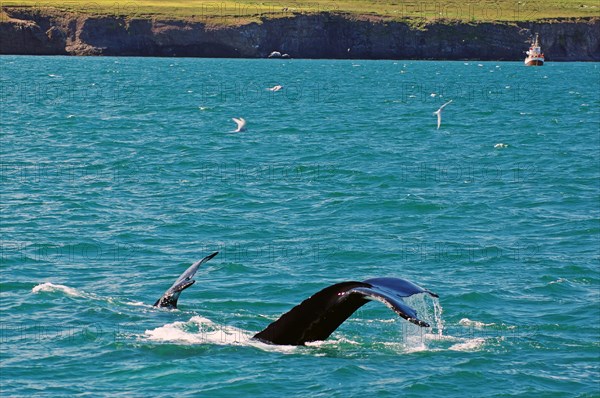 Flukes of two diving humpback whales