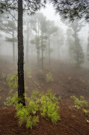 Canary island pine