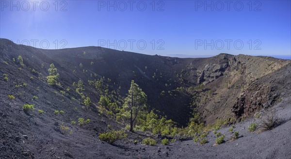 Canary island pine