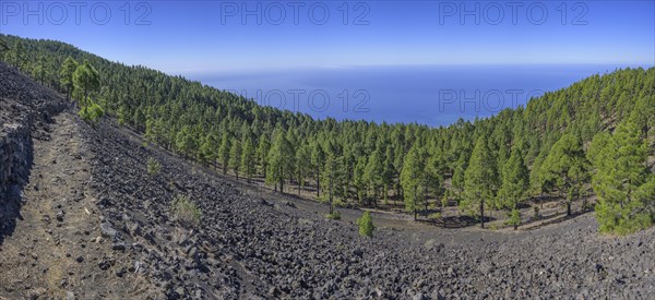 The canary island pine