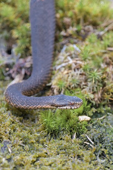 Common european viper