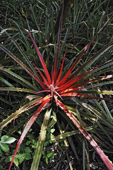 Bromeliad