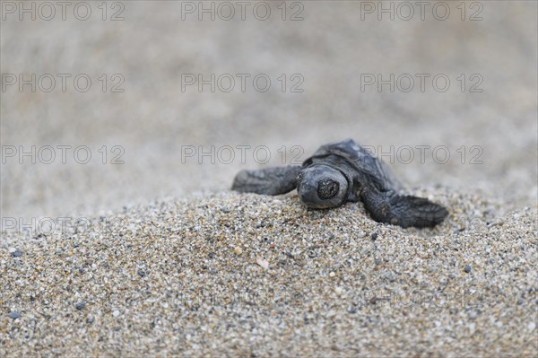 Loggerhead sea turtle