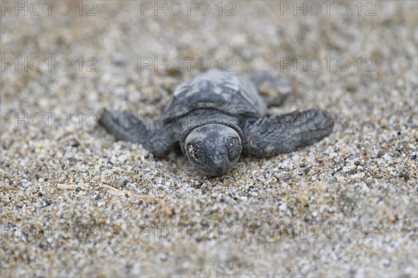 Loggerhead sea turtle