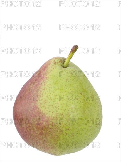 Pear variety Sterkmanns Butter Pear