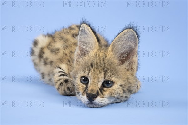 Serval