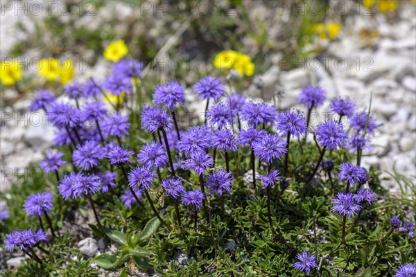 Sheep's bit scabious