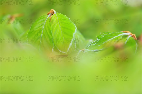 New leaves on a beech