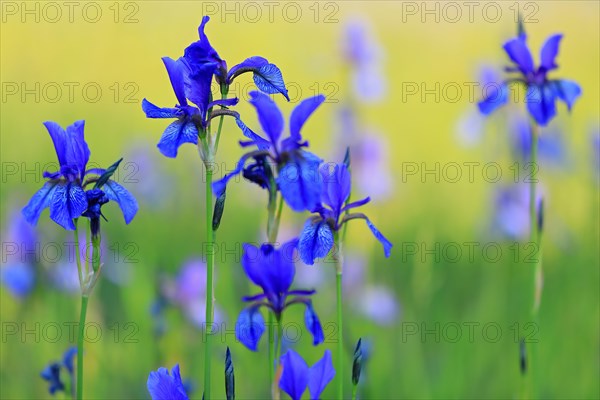 Siberian iris