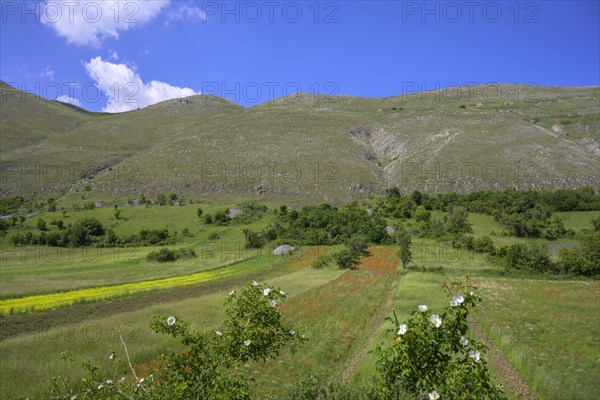 Poppy fields