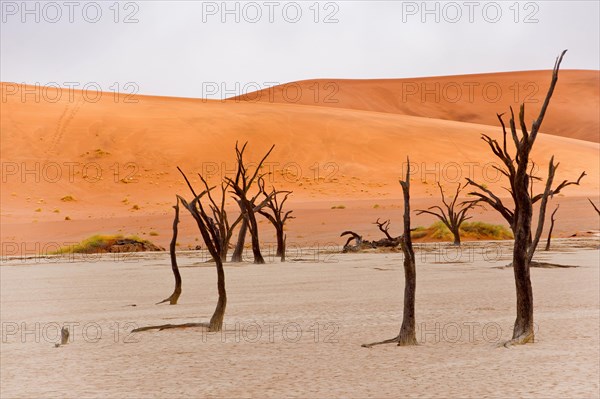 Dead camelthorn trees