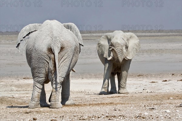 Encounter of two african elephant