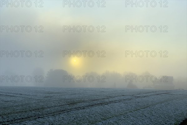 Sunset in fog in Schermbeck wolf area Kirchheller Heide