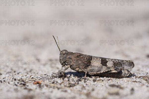 Blue-winged grasshopper