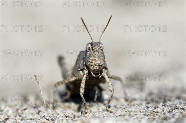 Blue-winged grasshopper