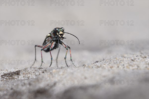 Dune Sand Beetle