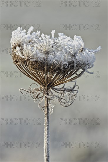 Wild carrot