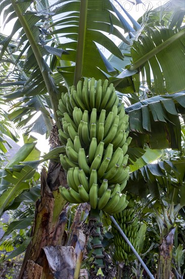 Banana plantation Banana tree