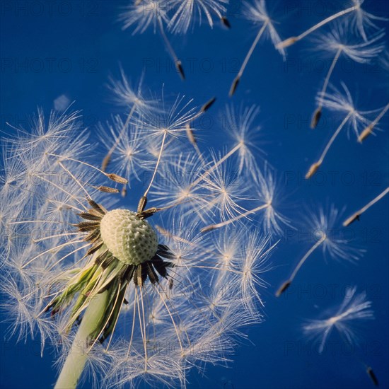 Dandelion Common dandelion