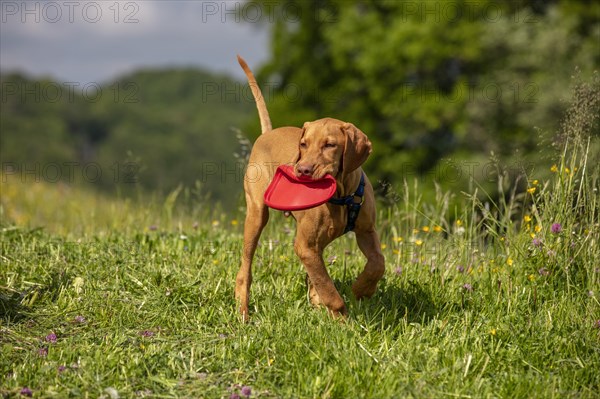 Vizsla puppy