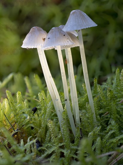 White milky milking bonnet