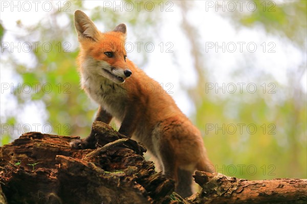 Red fox