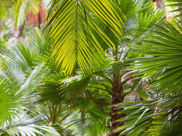 Tree ferns