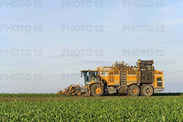 Beet harvester harvesting beetroot