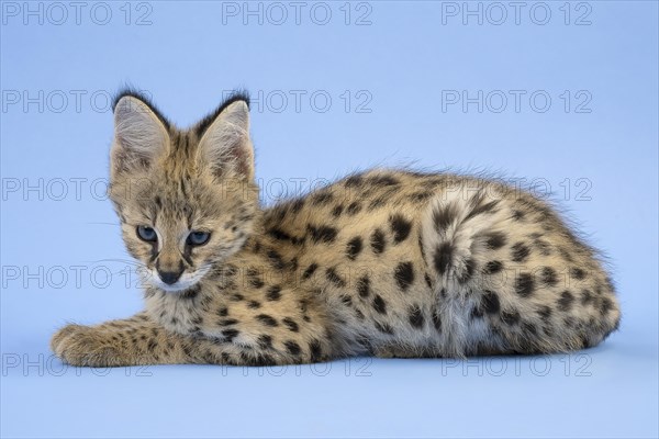 Serval