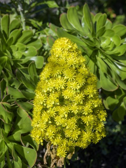 Flowering tree aeonium