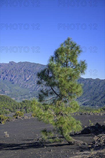 Canary island pine