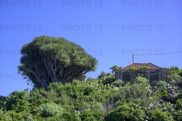 Canary canary islands dragon tree