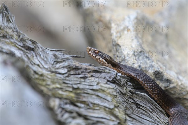 Common european viper