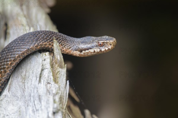 Common european viper